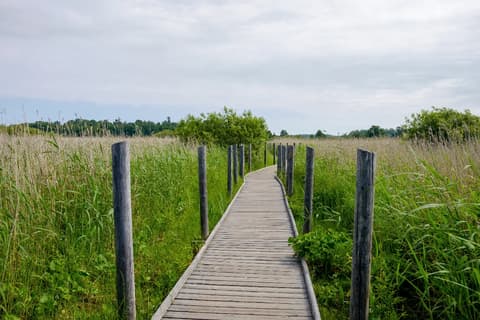 pitkospuita kaislikossa