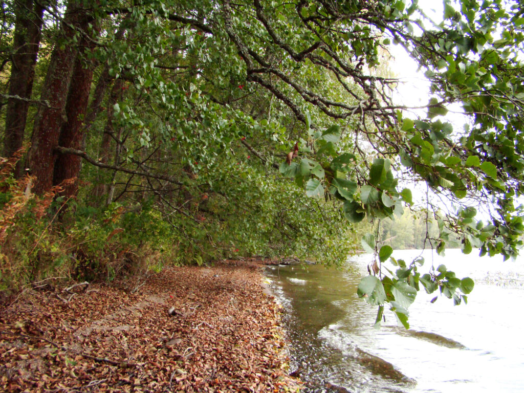 Nature and Well-being Trail of Liessaari
