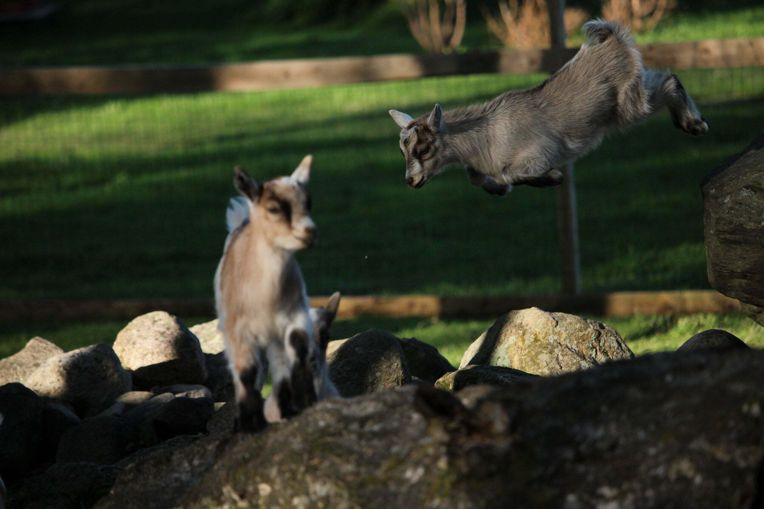 Saarilan Farm Holiday Animal Yard