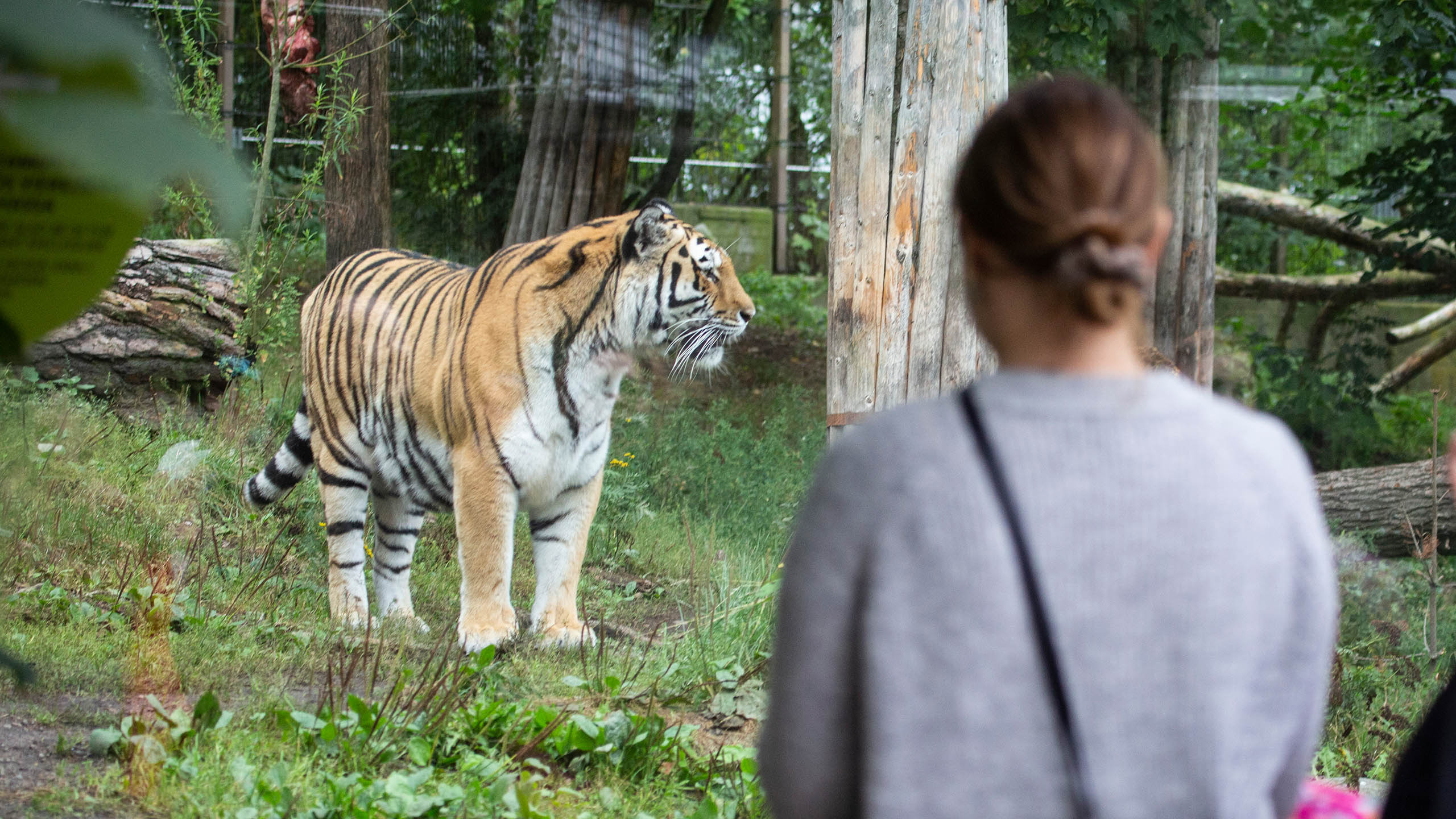 Korkeasaari Zoo