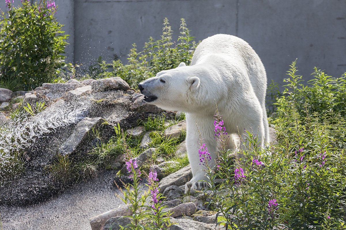 Ranua Wildlife Park