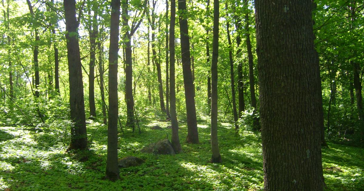 Viikki Arboretum