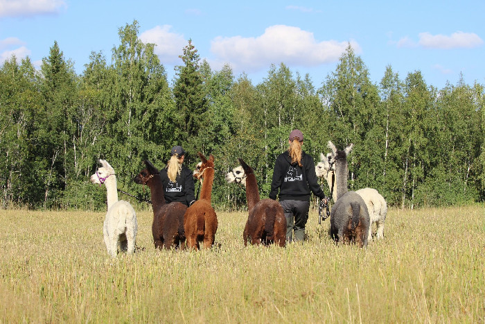 Ali-Ollin Alpakkatila translates to "Ali-Ollin Alpaca Farm".