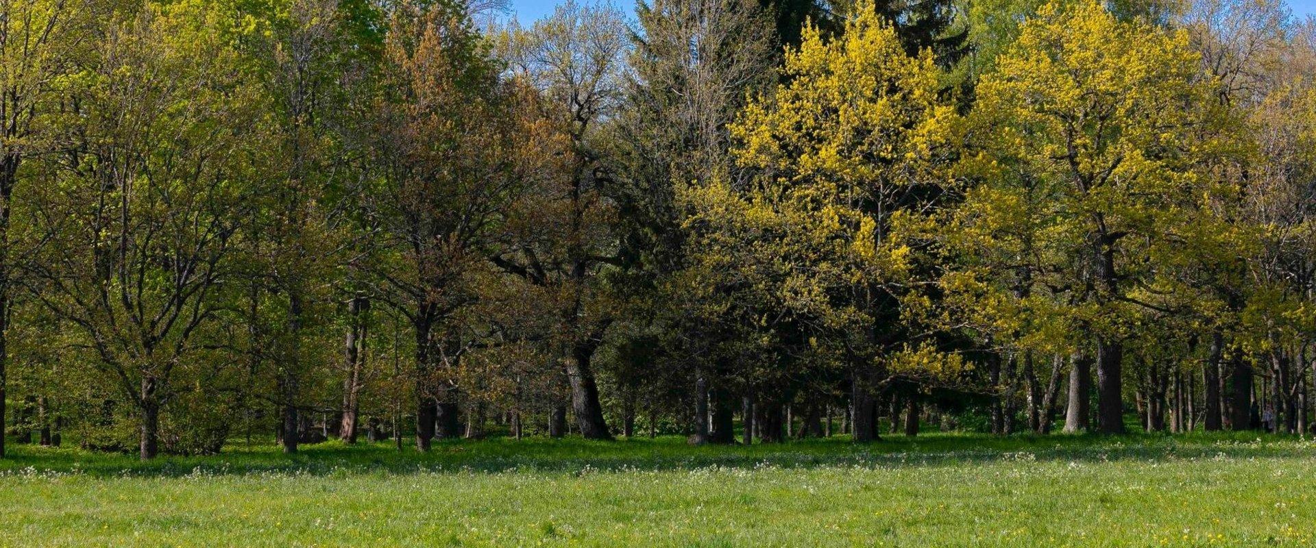 Playground (castle) of Tondiraba Park