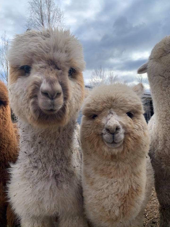 Holvi's Alpacas