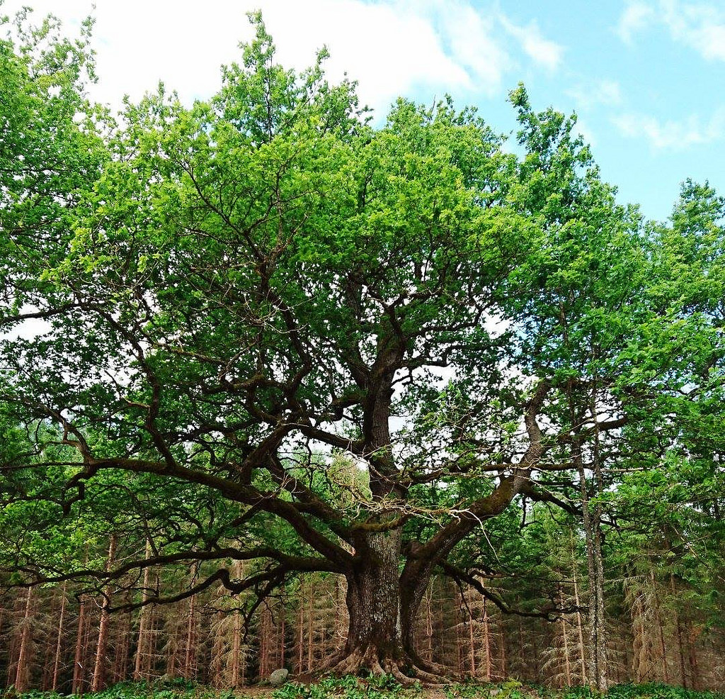 Paavolan pine tree