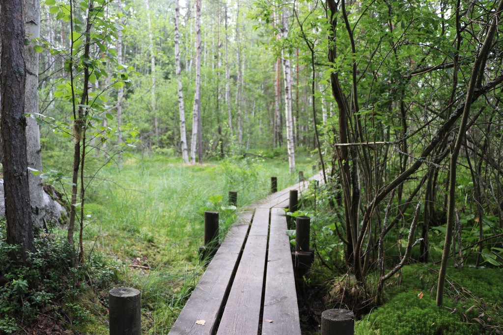 Ollilanlampi