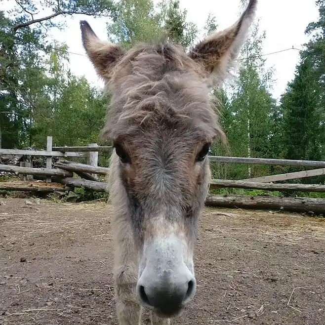 Petting Zoo Park